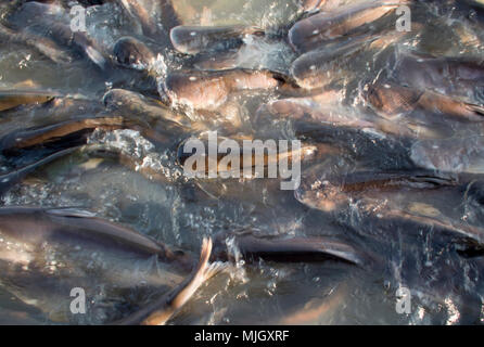 Viele Fische im Teich. Wissenschaftliche Name für diesen Fisch ist "Pangasius Hypophthalmus" oder "Pangasiidae" Stockfoto