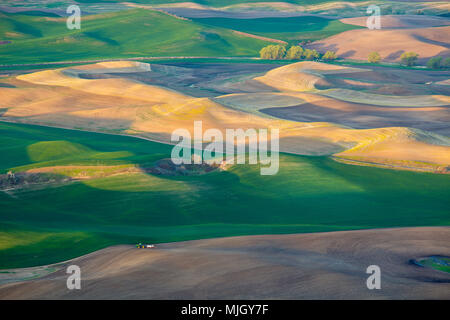 Malte Felder der Palouse, Colfax, südöstliche Washington Stockfoto