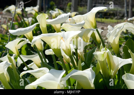 Zantedeschia aethiopica (als Calla lily und arum Lily bekannt) ist eine Pflanzenart in der Familie der Araceae Stockfoto