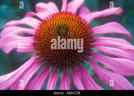 NAHAUFNAHME EINER ECHINACEA PURPUREA-BLÜTE, DIE ALLGEMEIN ALS CONEFLOWER BEKANNT IST. ECHINACEA IST EIN ARZNEIMITTEL. Stockfoto