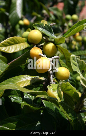 Mispel Baum Früchte (Eriobotrya japonica) Stockfoto