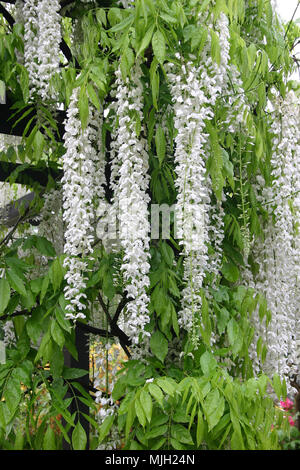 Weißen Glyzinien über hölzerne Pergola Stockfoto