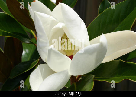 NAHAUFNAHME EINER GROSSEN BLUME VON MANGNOLIA GRANDIFLORA, DIE AUCH ALS BIG-LAUREL, BULL BAY ODER SOUTHERN MAGNOLIA TREE BEKANNT IST. NEW SOUTH WALES, AUSTRALIEN. Stockfoto