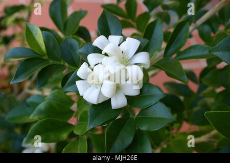 Murraya paniculata, bekannt als Orange Jessamine ist eine schnelle Anbauer. Stockfoto