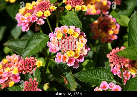 NAHAUFNAHME DER ROSAFARBENEN UND GELBEN BLÜTEN DES GEMEINEN LANTANA (LANTANA CAMARA) Stockfoto