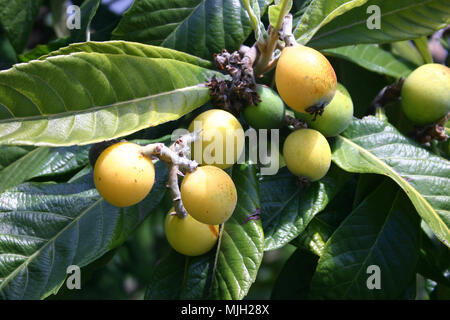 Mispel Baum Früchte (Eriobotrya japonica) Stockfoto