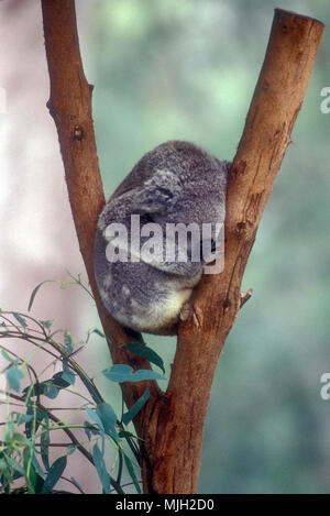 Junge KOALA schlafend in die GABELUNG EINES EUKALYPTUSBAUMS, New South Wales, Australien. Stockfoto