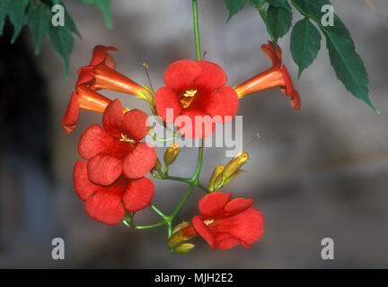 NAHAUFNAHME DER BLÜTEN VON CAMPSIS GRANDIFLORA, SYN C. CHINENSIS, ALLGEMEIN BEKANNT ALS DIE CHINESISCHE TROMPETE, TROMPETENKRIECHER ODER TROMPETENREBE. AUSTRALIEN. Stockfoto