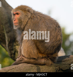 Taiwanesische Formosan rock macaque Affen bei Sonnenuntergang auf der Suche Stockfoto