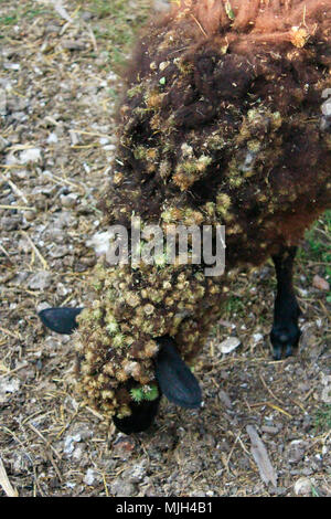 Schaf mit dickem Haar mit Burs von Klette abgedeckt. Farm Animal Stockfoto