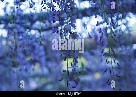 Wisteria blühen im Garten. Stockfoto