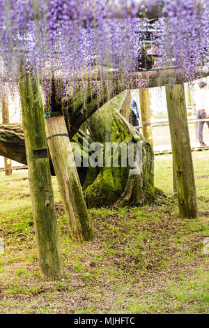 Wisteria blühen über den Kopf verdreht, die zu einem alten Baum. Stockfoto