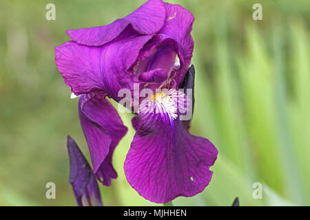Purple Flag Iris oder bärtigen Iris Blume sehr nahe Lateinischer Name pogoniris von iridaceae Familie in Italien im Frühjahr Stockfoto