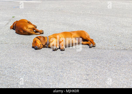 Zwei dackel Hunde schlafen auf einer asphaltierten Straße bei heißem Wetter in Pisa, Italien Stockfoto