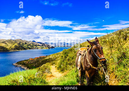 Blick auf Esel auf der Isla del Sol vom Titicacasee - Bolivien Stockfoto