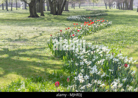 Blumenbeet im Frühjahr mit weißen Narben Stockfoto