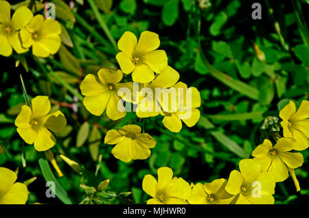 Close up Oxalis pes-caprae Kap Sauerampfer wachsen auf den Zypern Landschaft Stockfoto