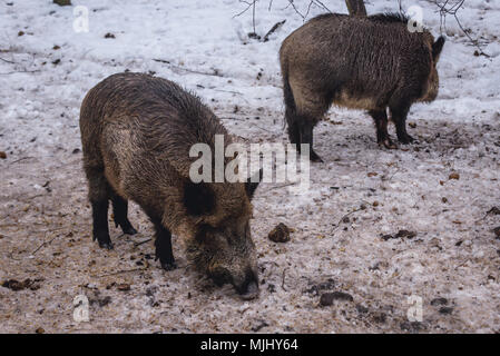 Wildschweine in der Show Reserve in Bialowieza Dorf in der Mitte von Bialowieza Forest, Woiwodschaft Podlachien von Polen Stockfoto