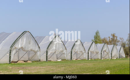 Reihe mit Folienzelten, in denen Spargel wächst Stockfoto