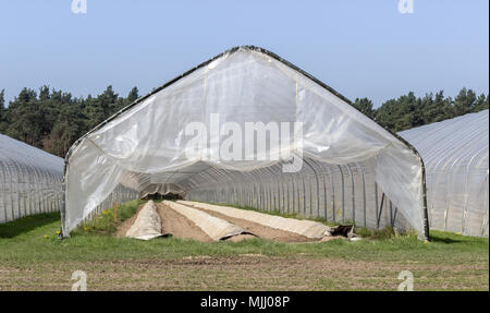 Spargel wächst in einem Folienzelt mit langen Hangbetten Stockfoto