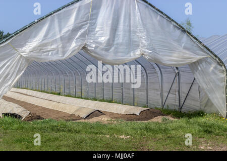 Spargel wächst in einem Folienzelt mit langen Hangbetten Stockfoto