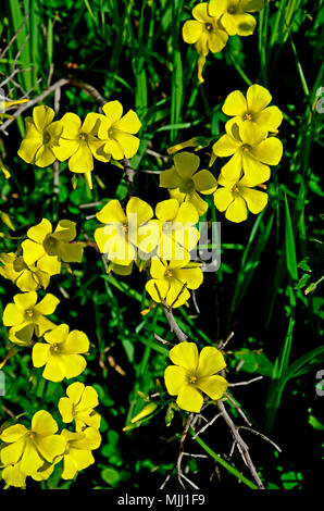 Close up Oxalis pes-caprae Kap Sauerampfer wachsen auf den Zypern Landschaft Stockfoto