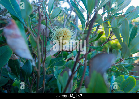 Banksia Banksia integrifolia bekannt als Küste ist ein Eingeborener australischer Baum, in Parks und in der Nähe der Strände an der Ostküste von Australien. Stockfoto