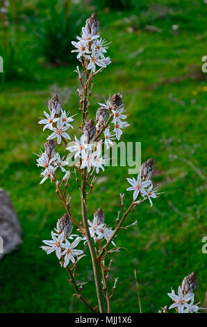 Nahaufnahme der Asphodelus aestivus wachsen auf den Zypern Landschaft Stockfoto