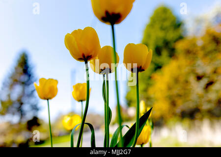 Gelbe tullips in der Blüte vor blauem Himmel im Frühjahr in ein traditionelles Dorf in England, Vereinigtes Königreich Stockfoto