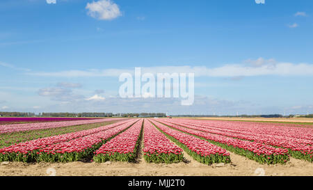 Bunte Tulpen Felder im Frühling in den Niederlanden Stockfoto