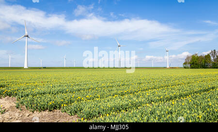 Bunte Tulpen Felder im Frühling in den Niederlanden Stockfoto