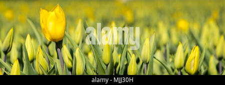 Web Banner mit gelben Tulpen Felder während der Frühling in der N Stockfoto