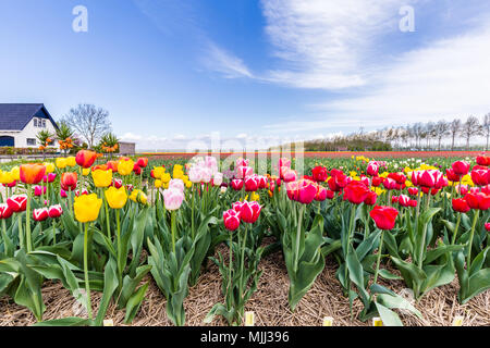 Bunte Tulpen vor blauem Himmel Stockfoto