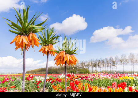 Bunte Tulpen vor blauem Himmel Stockfoto
