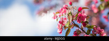 Panorama mit rosa Blume Cherry Blossom Stockfoto
