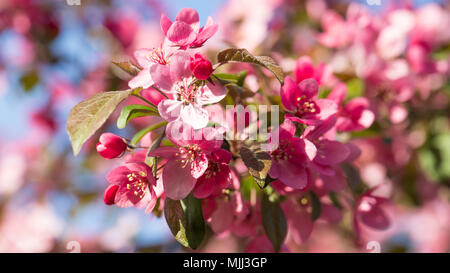 Hintergrund mit rosa Blume Cherry Blossom Stockfoto