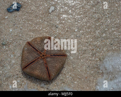 Brown, exotic starfish on the beach.  Indonesia, Seven Islands, near the Seram Island, Maluku, Indonesia, Pelau Sau,  Sau'u, Banda Sea, Asia Stockfoto