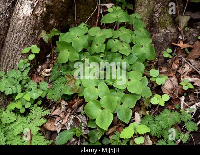 Ein Cluster von drei gelappten Blätter von einem scharfen gelappt Leberblümchen Anlage. Stockfoto