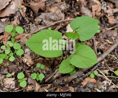 Den aufstrebenden grünen Blätter der japanische Knöterich in einem Wald Feuchtgebiet. Stockfoto