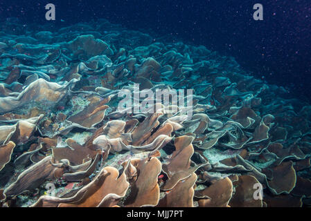 Große Kolonie von Kohl coral an Ulong Channel, Palau Stockfoto