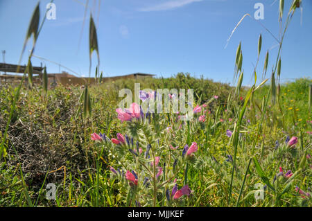 Israel, Echium Angustifolium, Hispid Viper-bugloss Stockfoto