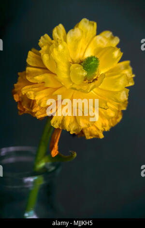 Nahaufnahme von einem gelben Dahlie in einem Garten Stockfoto