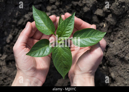Arbeiten im Garten: Pfeffer in den Boden gepflanzt, Ansicht von oben Stockfoto