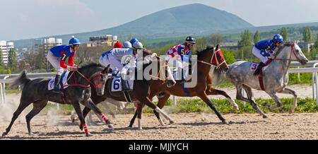 PYATIGORSK, Russland - Mai 02,2018: Pferderennen für den Preis der "Vstupitelni" in Pyatigorsk. Gruppe Reiter Racing auf dem Weg zur Ziellinie. Stockfoto