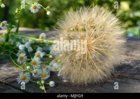 Air Dry Blume in Form von Schirmen (ähnlich Löwenzahn) und Feld Gänseblümchen auf einem Holztisch. Stockfoto