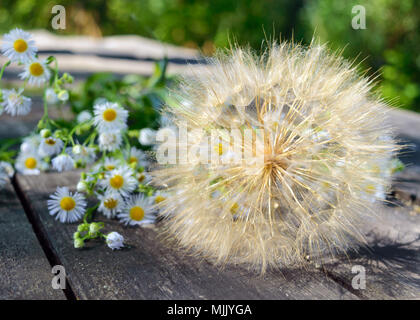 Air Dry Blume in Form von Schirmen (ähnlich Löwenzahn) und Feld Gänseblümchen auf einem Holztisch. Stockfoto