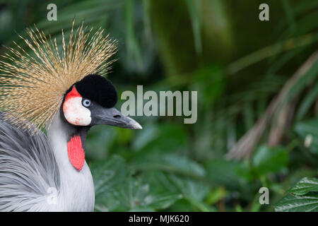 Closeup Portrait von Grauen gekrönt Kran (Balearica regulorum) Stockfoto