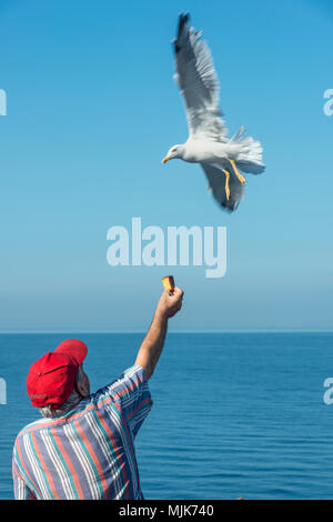 Mann feeding Seagull Stockfoto