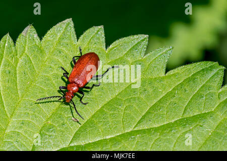 Rothaarige kardinal Beetle/gemeinsame Kardinal Käfer (Pyrochroa serraticornis) auf Blatt der Brennnessel Stockfoto