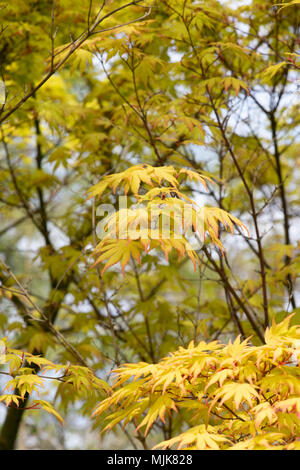 Acer palmatum 'Orange Dream'. Japanischer Ahorn orange Traum Blätter im Frühjahr. Großbritannien Stockfoto